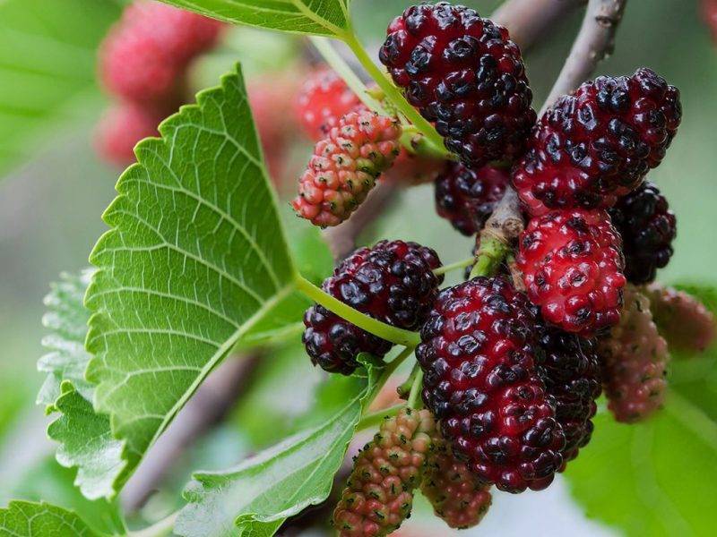 Шелковица купить саженцы из питомнике в Уфе