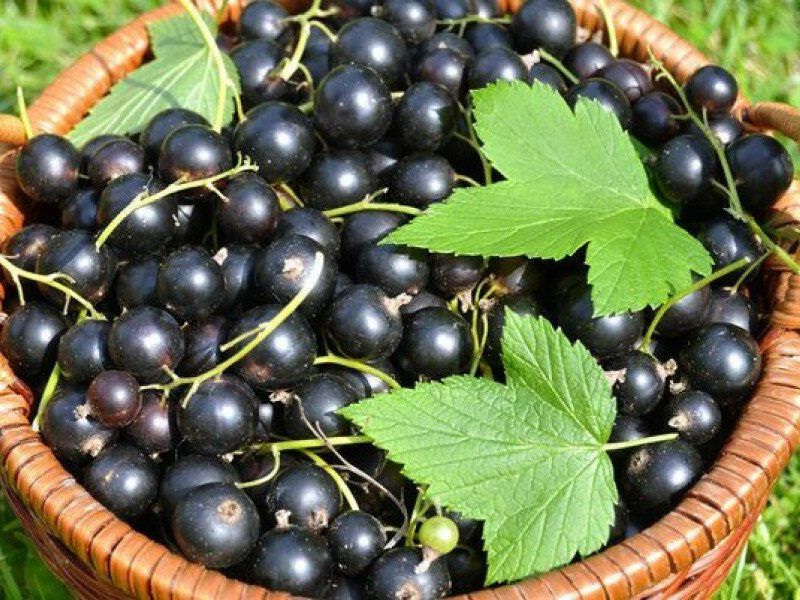Смородина купить саженцы из питомника в Уфе