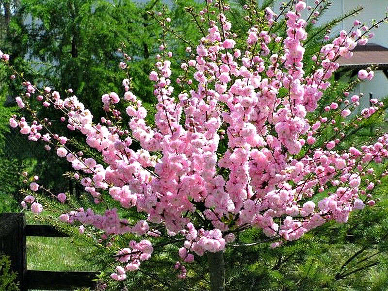 Миндаль купить саженцы из питомника в Уфе