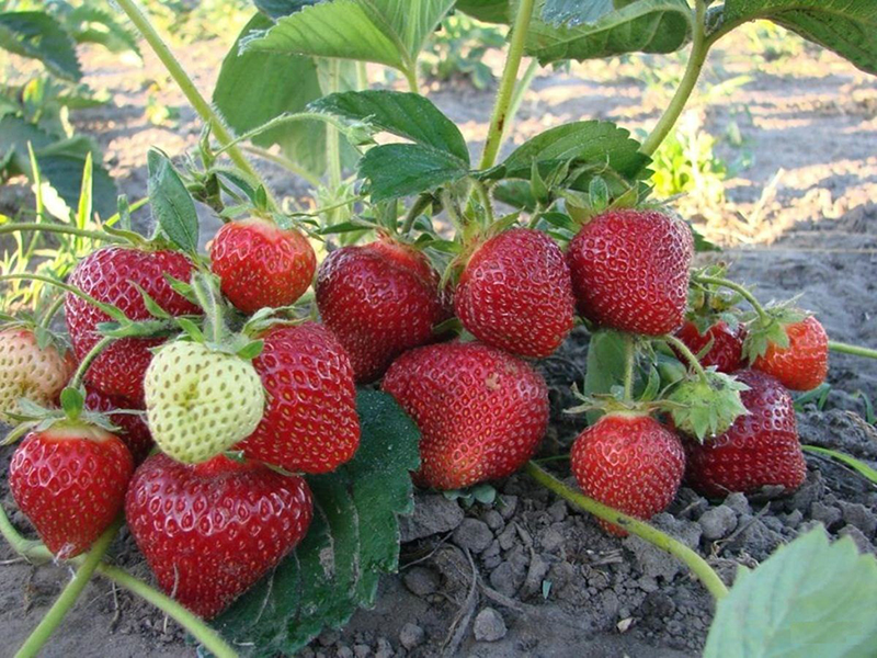 Клубника купить саженцы из питомника в Уфе