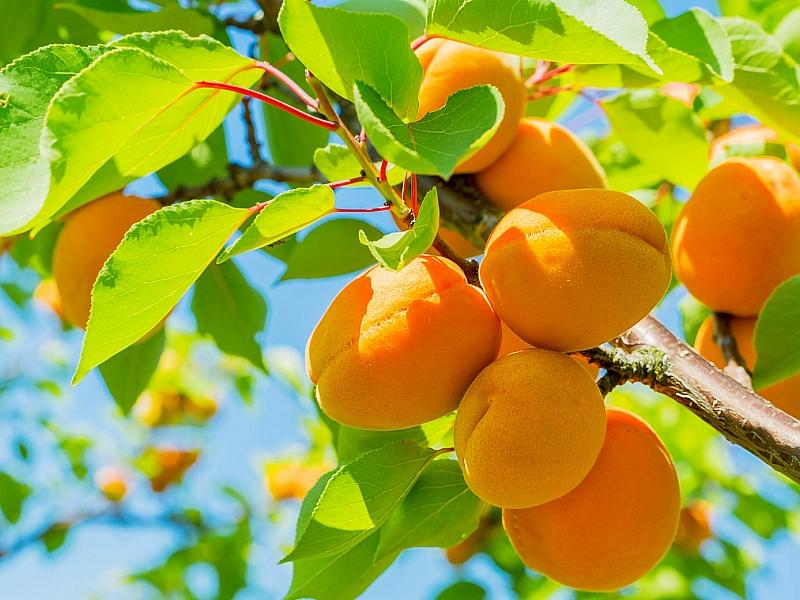 Абрикос купить саженцы из питомнике в Уфе