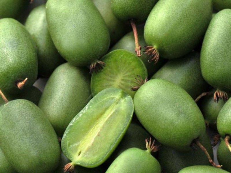 Актинидия купить саженцы из питомнике в Уфе