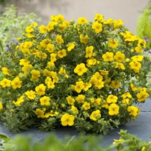 Лапчатка "БЕЛЛА ЛИНДСИ" (стакан Р9)